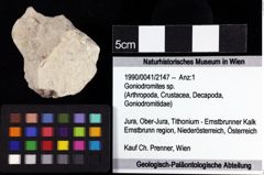 Foto (Objket + Etiketten) von Goniodromites sp. 